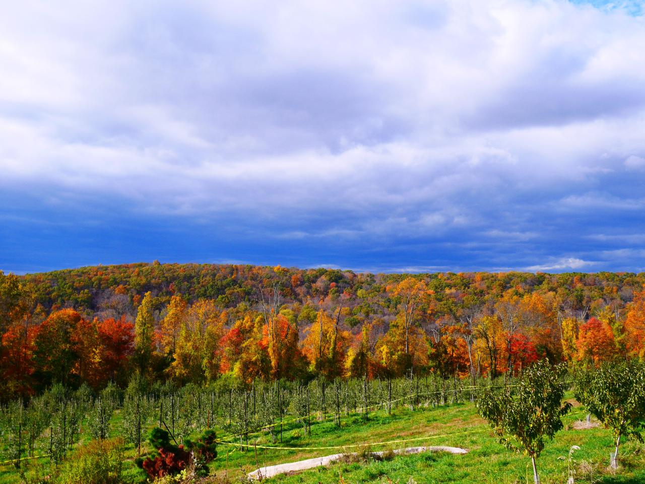 Discover the Best of Harvest Moon Orchard This Autumn