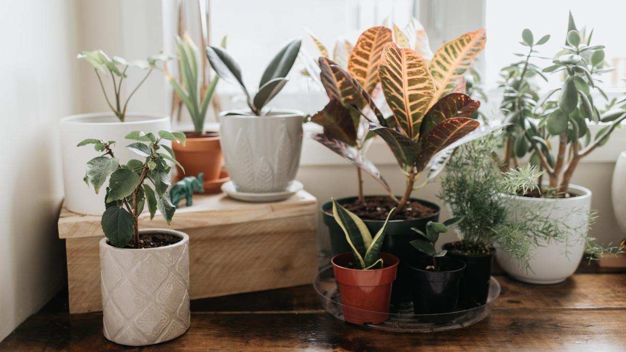 Easiest Beginner Houseplants for a Thriving Indoor Garden