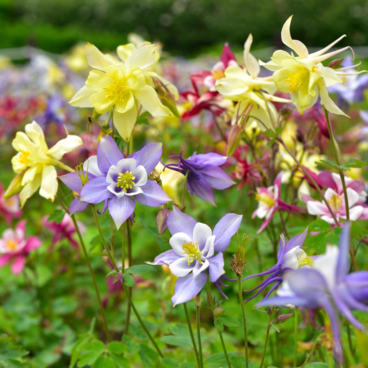 Columbine Plants: Your Guide to a Beautiful Garden