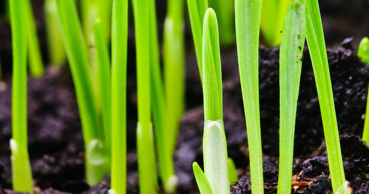 Sow It Right! When to Sow Grass Seed in the UK for Year-Round Green