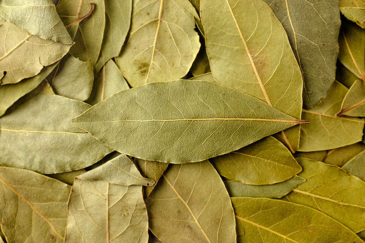 The Top Alternatives to Bay Leaves for Every Recipe