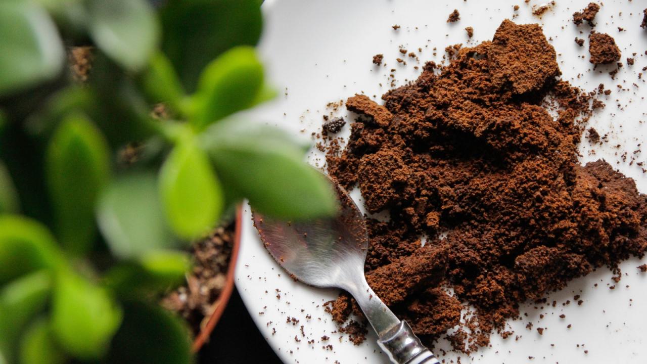 What Vines Grow Well with Coffee Grounds?