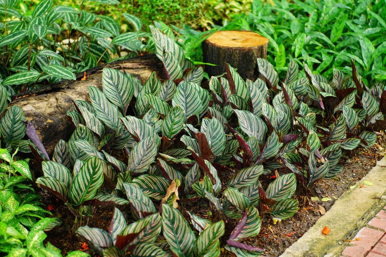 Unlock Calathea Secrets: Propagation Tips for Gorgeous Indoor Plants