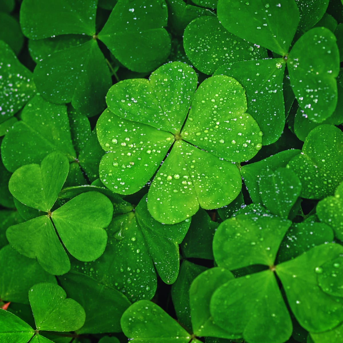 How to Ensure Success with Your Four Leaf Clover Cultivation