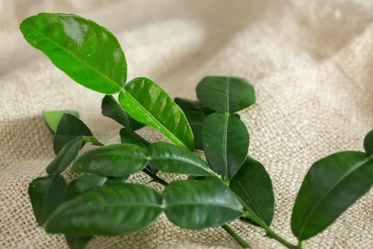 Kaffir Lime Leaf 101: Exotic Herb for Culinary Creations