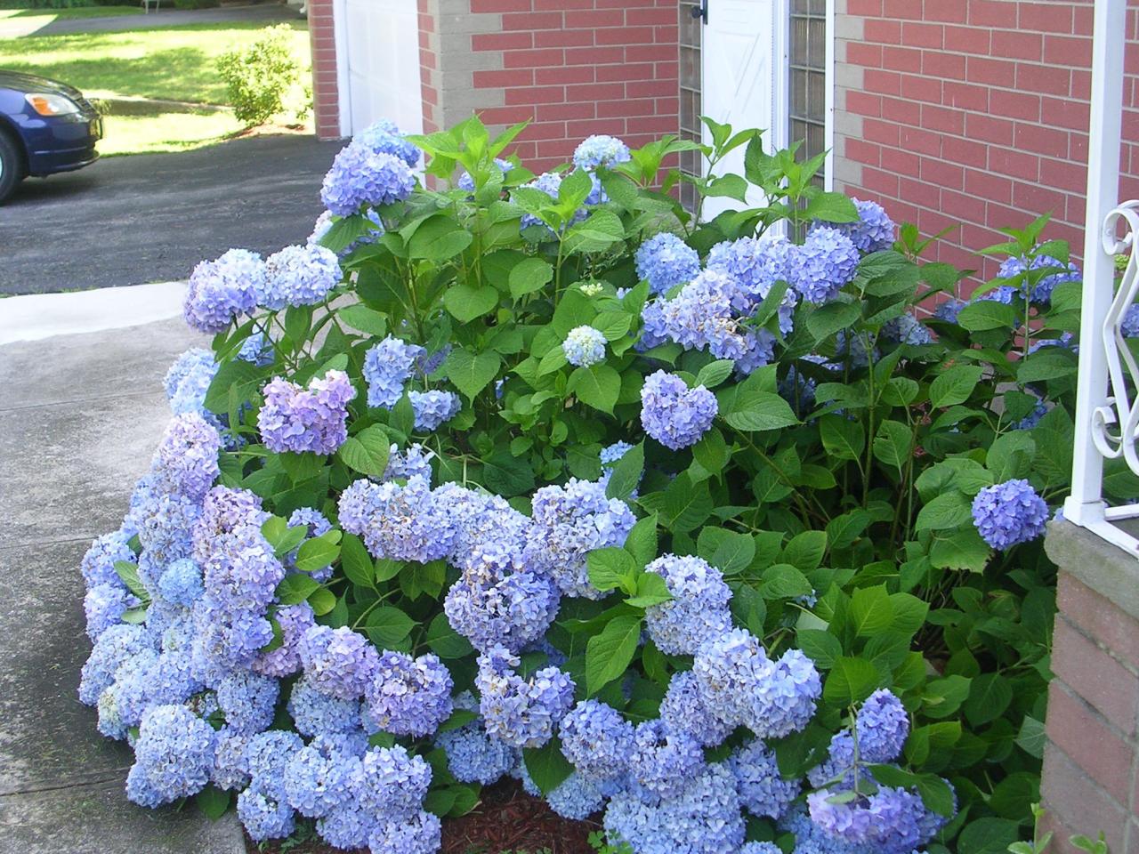 How to Pair Hydrangeas With Annuals for Year-Round Interest