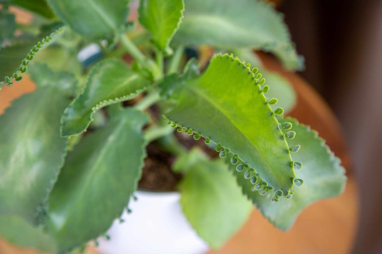 Step-by-Step Guide to Growing New Mother of Thousands Plants