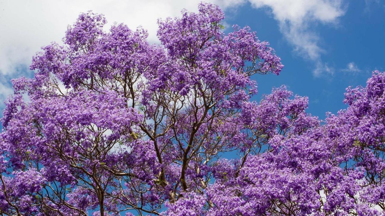 Grow and Use Jacaranda Trees for Maximum Garden Impact