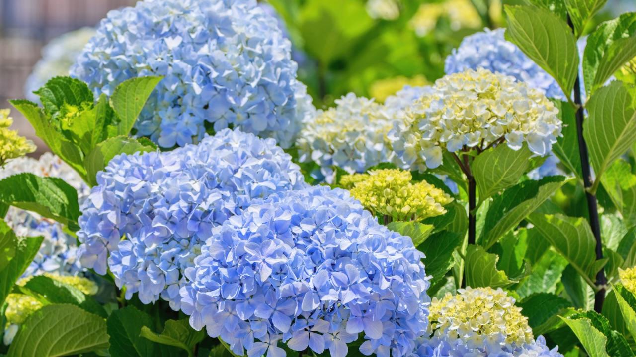 How to Choose Companion Plants That Complement Hydrangea Leaves