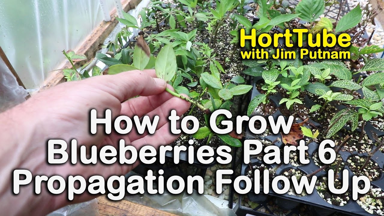 Blueberry Bush Propagation: Tips and Tricks for Beginners