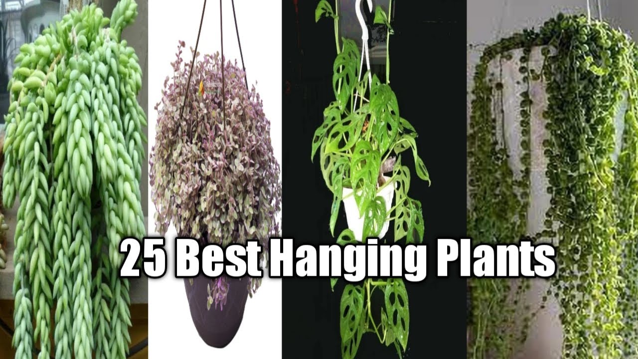 The Benefits of Growing Hanging Plants at Home