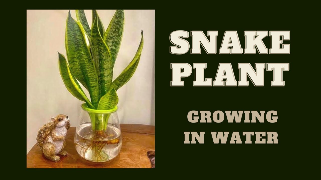 How to Water Snake Plants for Long-Term Health