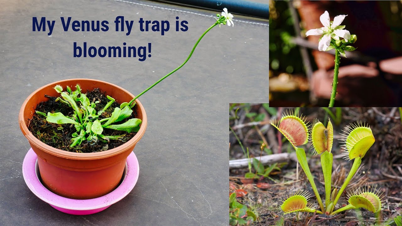 The Most Effective Ways to Propagate Venus Fly Traps at Home