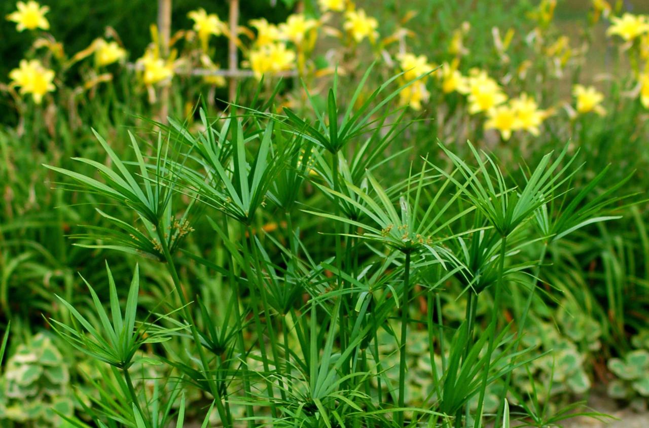 Grow Papyrus Plants for Garden Elegance