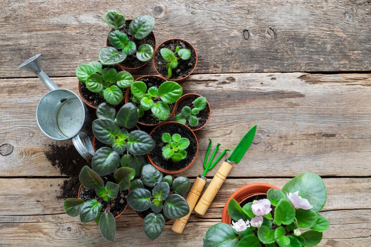 Advanced Techniques for African Violet Propagation Success