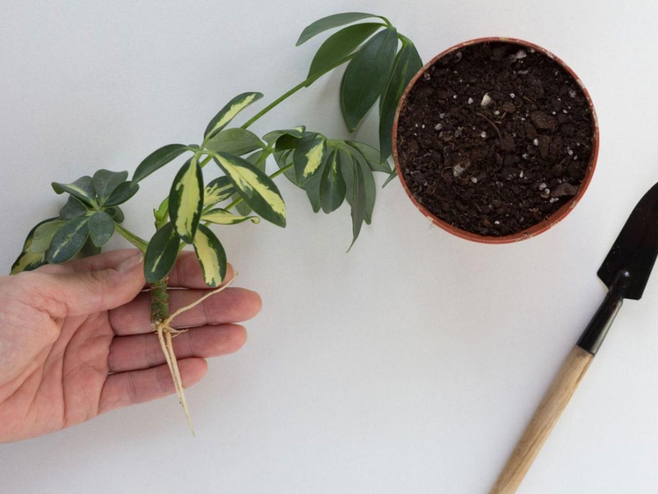 The Complete Guide to Effective Schefflera Propagation Techniques