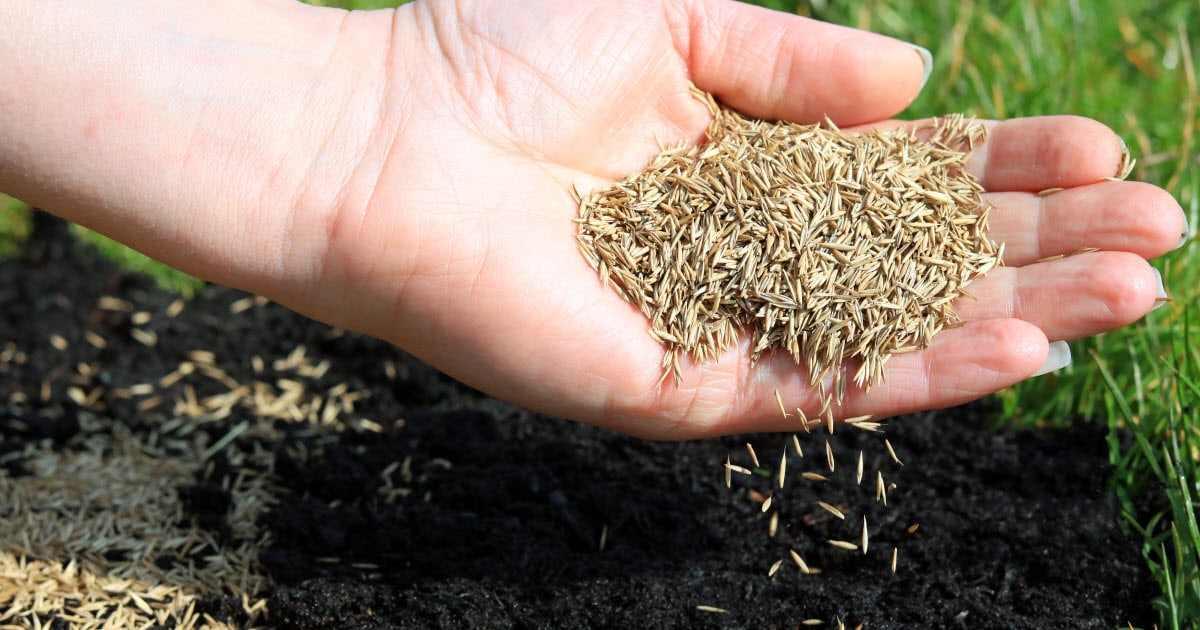 Plant Grass Seed for Maximum Growth: Expert Advice